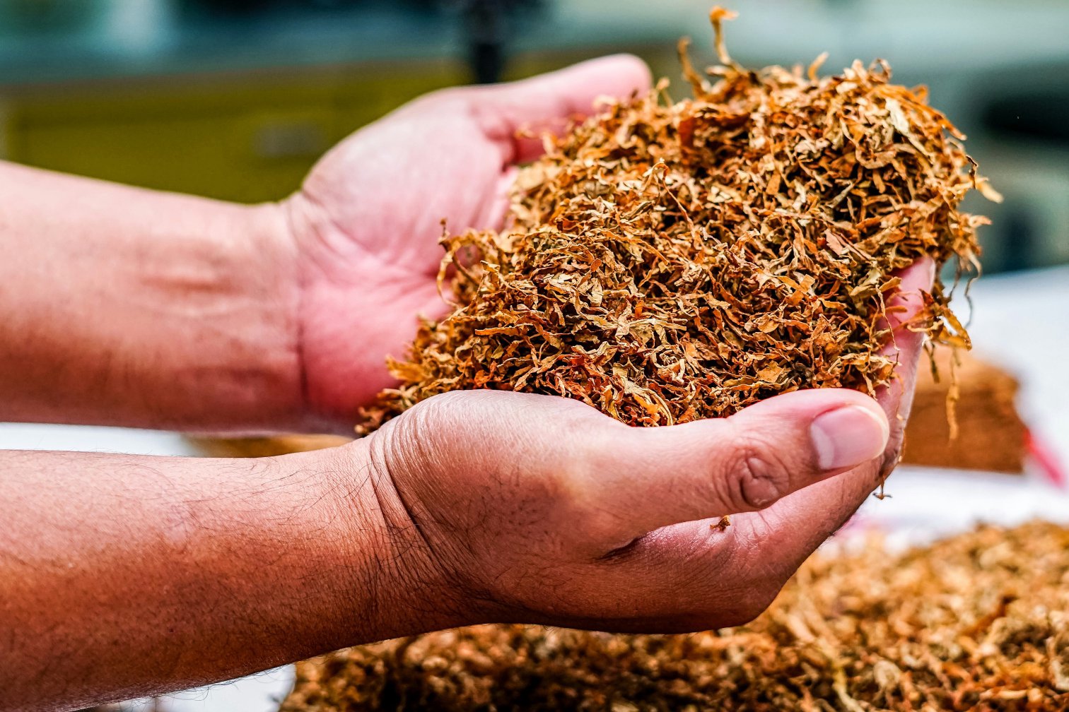 Two cupped hands hold a mound of shredded, dried tobacco leaf, with more loose piles of it on a work surface behind.