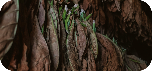 Dried brown tobacco leaves hanging in dense rows inside a curing barn.